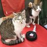 7 Penyebab Kucing Berperilaku Agresif