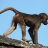 Nestapa Bocah SD di Badung, Diserang Monyet Saat Berangkat ke Sekolah, Kesulitan Dapat Vaksin Anti-rabies