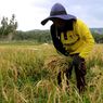 Kenaikan Harga Beras Justru Bikin Petani Makin Melarat, kok Bisa?