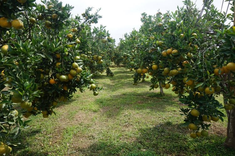 Kebun Percobaan Kliran di Batu, Jawa Timur menggunakan teknologi Bujangseta dalam pembudidayaan jeruk.