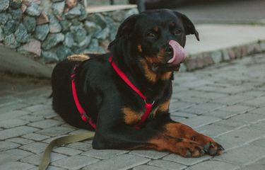 Ilustrasi anjing rottweiler