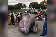 Paus yang Pernah Terdampar di Pantai Florida Ternyata Spesies Baru