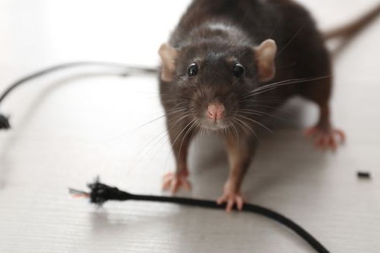 Ilustrasi tikus di rumah.