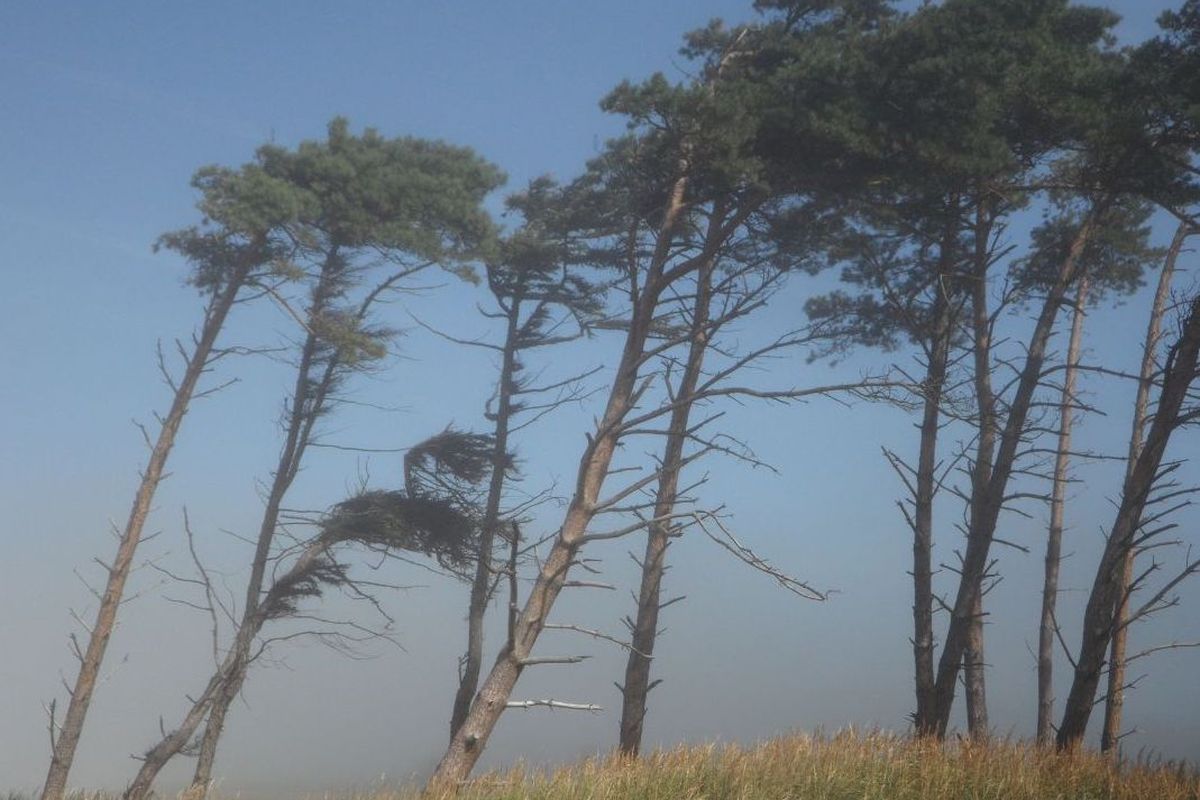 Ilustrasi angin kencang.