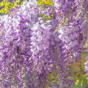 Ilustrasi tanaman hias bunga wisteria. 