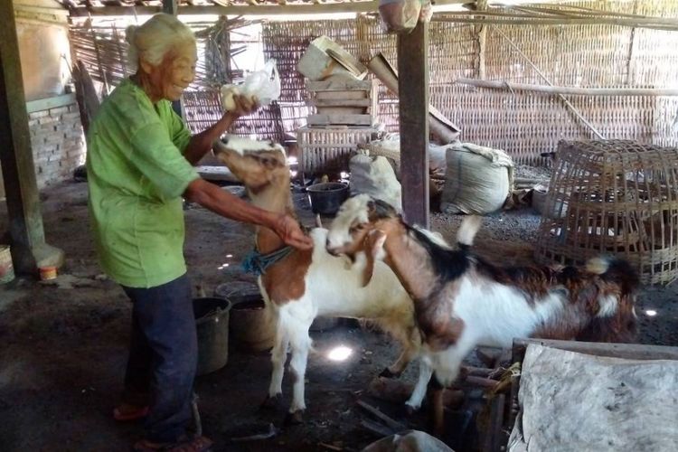 Nenek Samitun (86) memberikan makan ubi rebus kepada dua ekor kambingnya yang diberi nama Blegon dan Keploh di dalam rumahnya di Dukuh Brangkal, Desa Biting, Kecamatan Badegan, Kabupaten Ponorogo, Jawa Timur, Jumat (21/4/2017) siang.