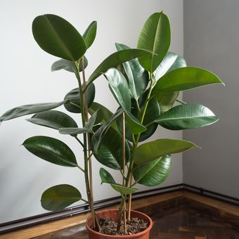Ilustrasi tanaman karet atau rubber plant (Ficus elastica).