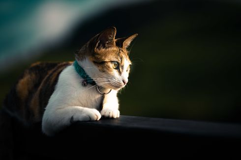 Alasan Ilmiah Mengapa Kucing Sering Menatap Tembok Kosong