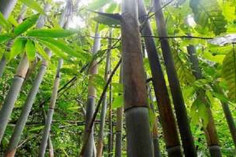Jenis baru bambu bernama Schizostachyum purpureum di Laiwangi, Taman Nasional Laiwangi Wanggameti, Sumba Timur, Nusa Tenggara Timur, Kamis (19/5/2016). 