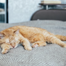 5 Alasan Mengapa Kucing Suka Tidur