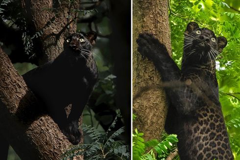 Bagheera, Macan Tutul Hitam Langka yang Dinamai Seperti karakter Jungle Book Terlihat di India