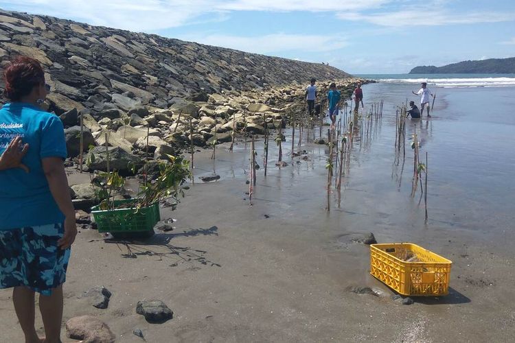 Susi Pudjiastuti sedang mengawasi relawan yang menanam pohon bakau di Muara Sungai Cileutik Desa Babakan, Kecamatan/Kabupaten Pangandaran, Minggu (12/12/2021).