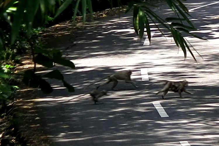 Kawanan Monyet Ekor Panjang Menyebrang jalan di Kalurahan Purwodadi, Kapanewon Tepus, Gunungkidul