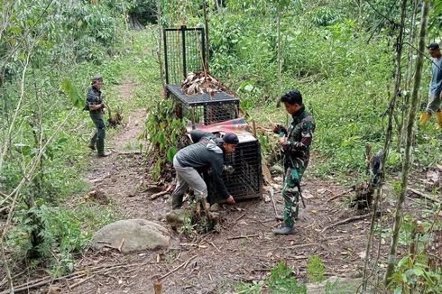 Penanganan Konflik Harimau di Lampung, Balai TNBBS: Sudah 4 Hari Belum Ditemukan Tanda Baru