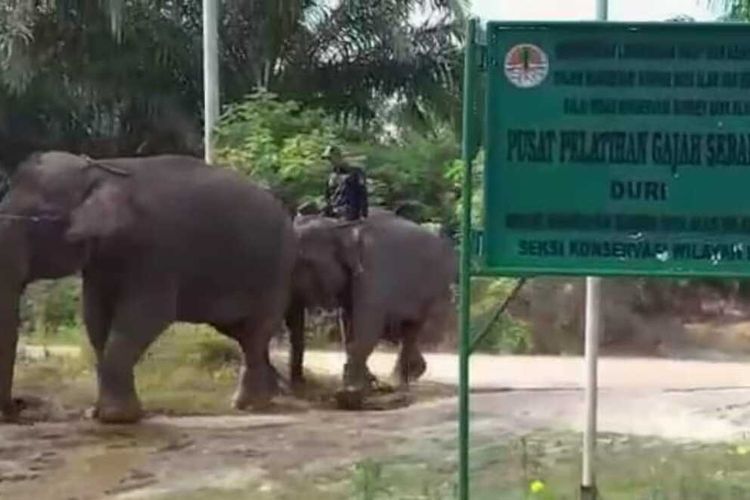 Proses evakuasi gajah tunggal yang dibantu gajah jinak menuju Pusat Pelatihan Gajah Belangga di Kabupaten Bengkalis, Riau. Dok BBKSDA Riau