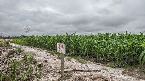 Kubu Amin Anggap Proyek "Food Estate" Ngawur Sebab Tanpa Dialog dengan Petani dan Pakar