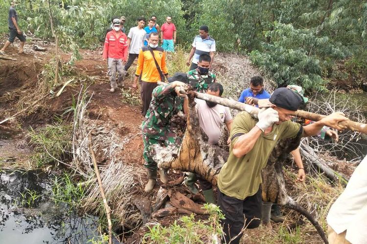 Petugas gabungan BBKSD Riau, TNI, Polisi dan Masyarakat mengevaluasi harimau Sumatera yang mati akibat jerat Desa Tanjung Leban, Kecamatan Bandar Laksamana, Kabupaten Bengkalis, Riau.