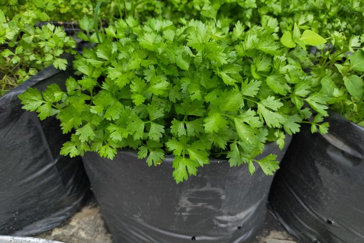 Ilustrasi menanam seledri di polybag. 