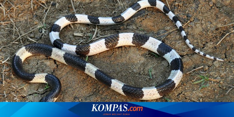 Satpam Tewas Digigit Ular Weling Apa Bedanya Weling Dengan Welang