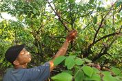 Kisah Giat di Demak, Bangun Kebun Belimbing Madu, Kini Jadi Destinasi Agrowisata