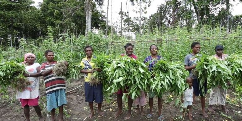 Sejumlah warga di Papua melakukan kegiatan berkebun massal untuk mencukupi kebutuhan pangan secara mandiri. 