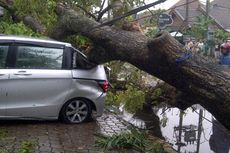 Pohon Puluhan Tahun Tumbang, Timpa 6 Mobil  