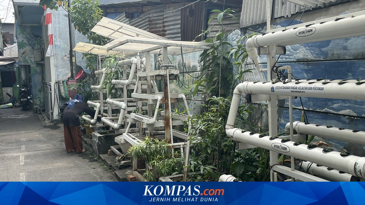 Gang Sempit Disulap Jadi Kebun, Warga Jakbar Raup Cuan dari Hidroponik