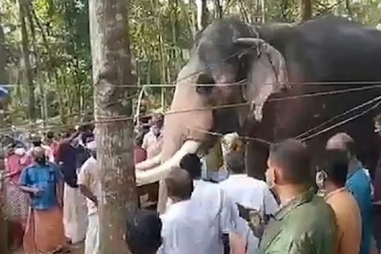 Momen saat seekor gajah bernama Brahmadathan datang dan memberikan penghormatan terakhir kepada pawangnya yang meninggal di Kerala, India.