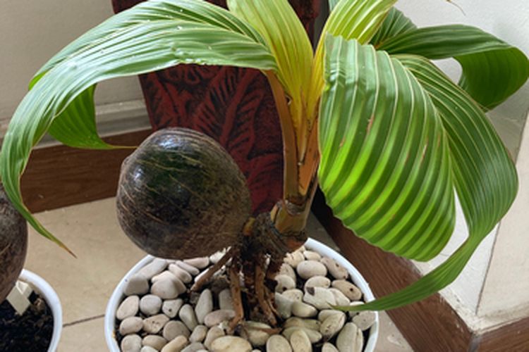 Bonsai kelapa
