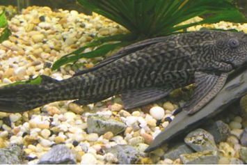 7 Jenis Ikan Sapu-sapu Hias, Akuarium Kamu Auto Bersih