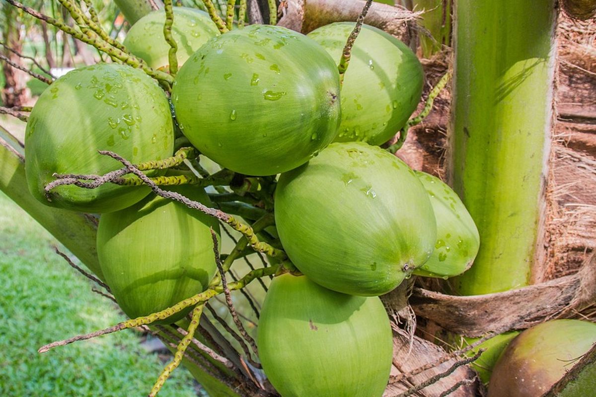 Ilustrasi tanaman kelapa genjah