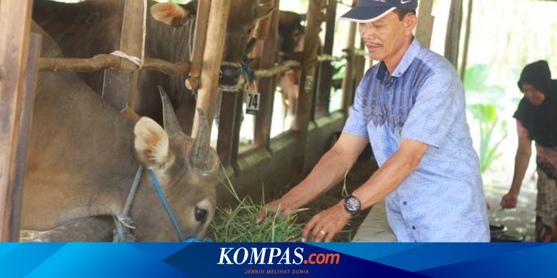 Lakukan Penggemukan Sapi Bali Pria Ini Sukses Makmurkan Peternak Di Desanya Halaman All Kompas Com