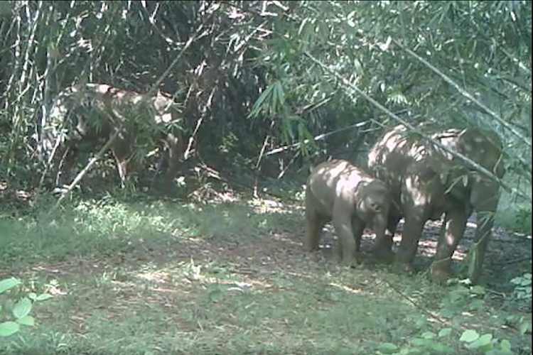 Tangkap layar rekaman gajah liar Vietnam.