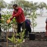 Tiba di Batam Saat Hujan, Jokowi 'Basah-basahan' Tanam Mangrove Bersama Warga