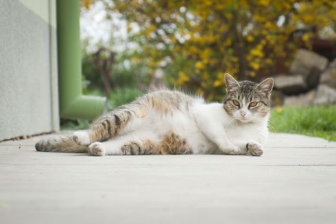 Ketahui Tanda-tanda Kucing Mau Melahirkan, Jangan Sampai Diabaikan