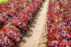 Cara Menanam Selada Merah Organik dari Olah Lahan sampai Panen