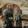 Seekor Komodo yang Ditemukan Terluka Dilepasliarkan di Manggarai Timur