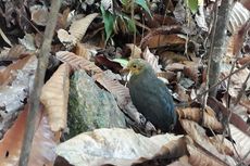 Kisah Para Pelestari Maleo, Burung Endemik Sulawesi yang Terancam Punah