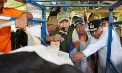 Lewat Inseminasi Buatan, Pj Bahtiar Targetkan Enrekang Jadi Sentra Sapi Perah di Sulsel