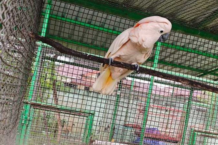 Kakatua Maluku. Pemuda ditangkap Gakkum Kehutanan di Sumut karena memperdagangkan tujuh burung dilindungi. Satwa diduga hendak diselundupkan ke Thailand.