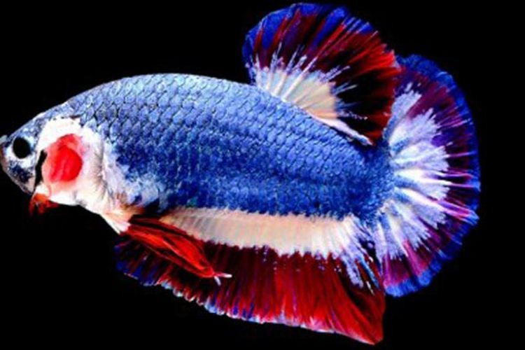 Seekor ikan cupang dengan warna mirip bendera kebangsaan Thailand, laku terjual seharga 1.530 dollar AS atau kira-kira Rp 20 juta, dalam sebuah lelang online.