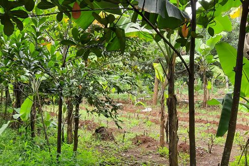 Di Tengah Kasus Dugaan Korupsi, Sarana Jaya Akui Banyak Pengadaan Lahan yang Bermasalah