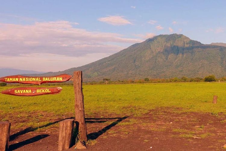 Savana Bekol di Taman Nasional Baluran.