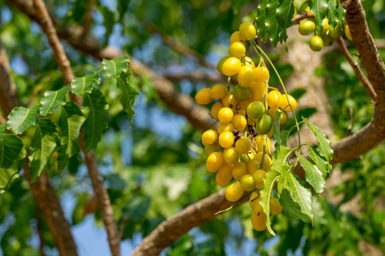 5 Bahan Makanan Untuk Imunitas Tubuh Pada Obat Tradisional India Halaman All Kompas Com