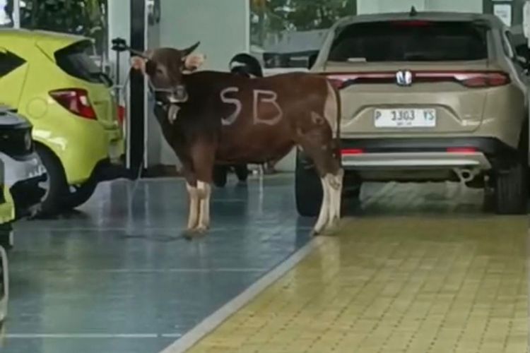 Sapi Kurban Kabur Masuk Dealer Mobil di Banyuwangi, Karyawan Panik