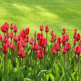 Ilustrasi bunga tulip merah. 