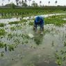 Ratusan Hektar Sawah di Pangandaran Terendam Banjir, Kementan Ajak Petani Manfaatkan Asuransi Pertanian