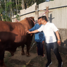 Mengenal Gesbi, Sapi 1,1 Ton Asal Lumajang yang Dibeli Presiden Jokowi untuk Kurban di Surabaya