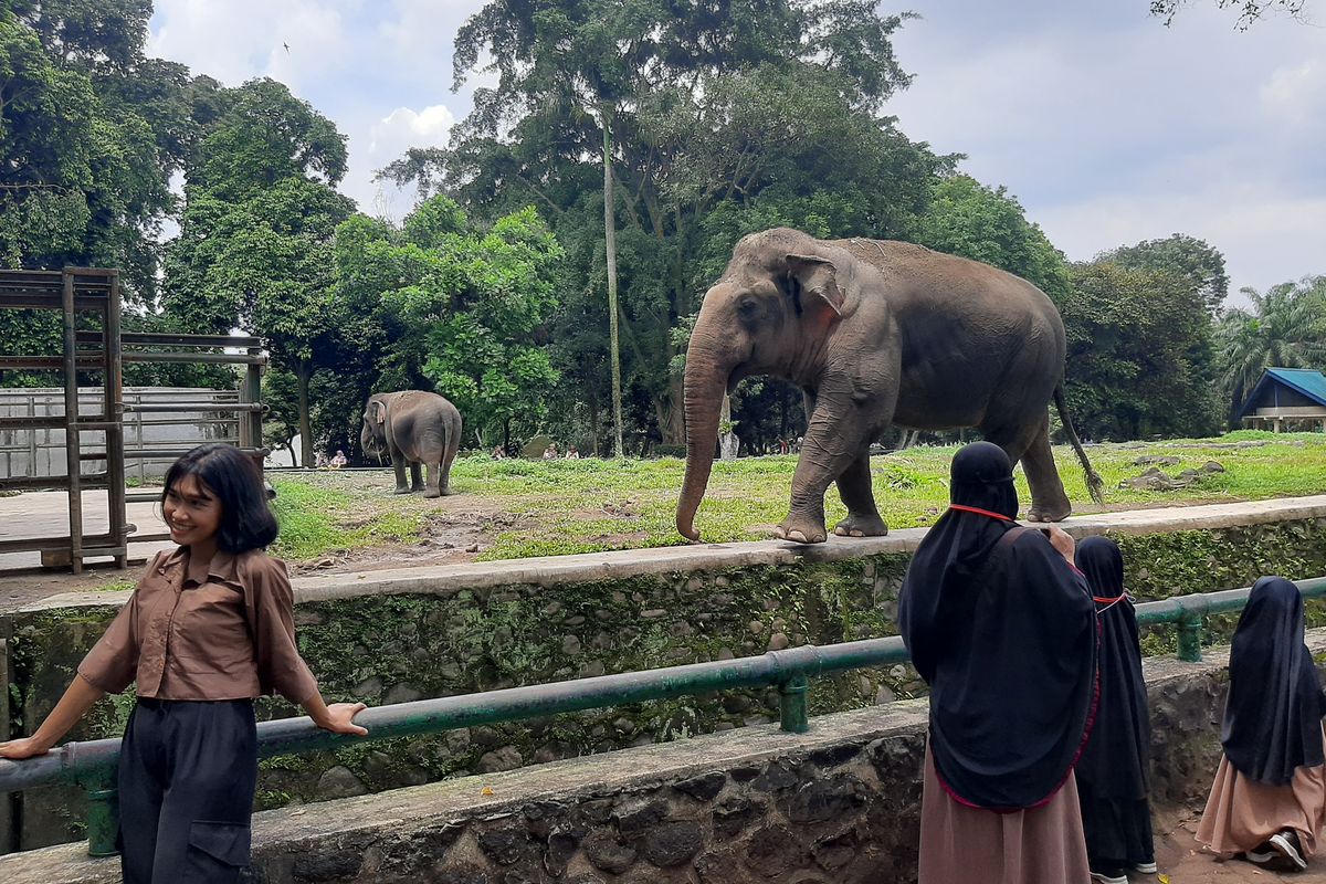 Pengujung Sedang Berfoto dengan Gajah di Kebun Binatang Ragunan, Jakarta Selatan