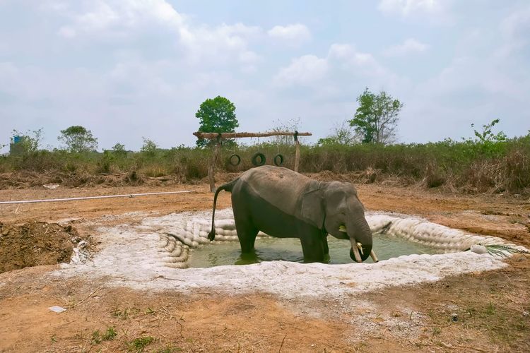 Kandang Gajah Jantan TN Way Kambas Dipastikan Aman, Karhutla di Perbatasan Berhasil Dipadamkan